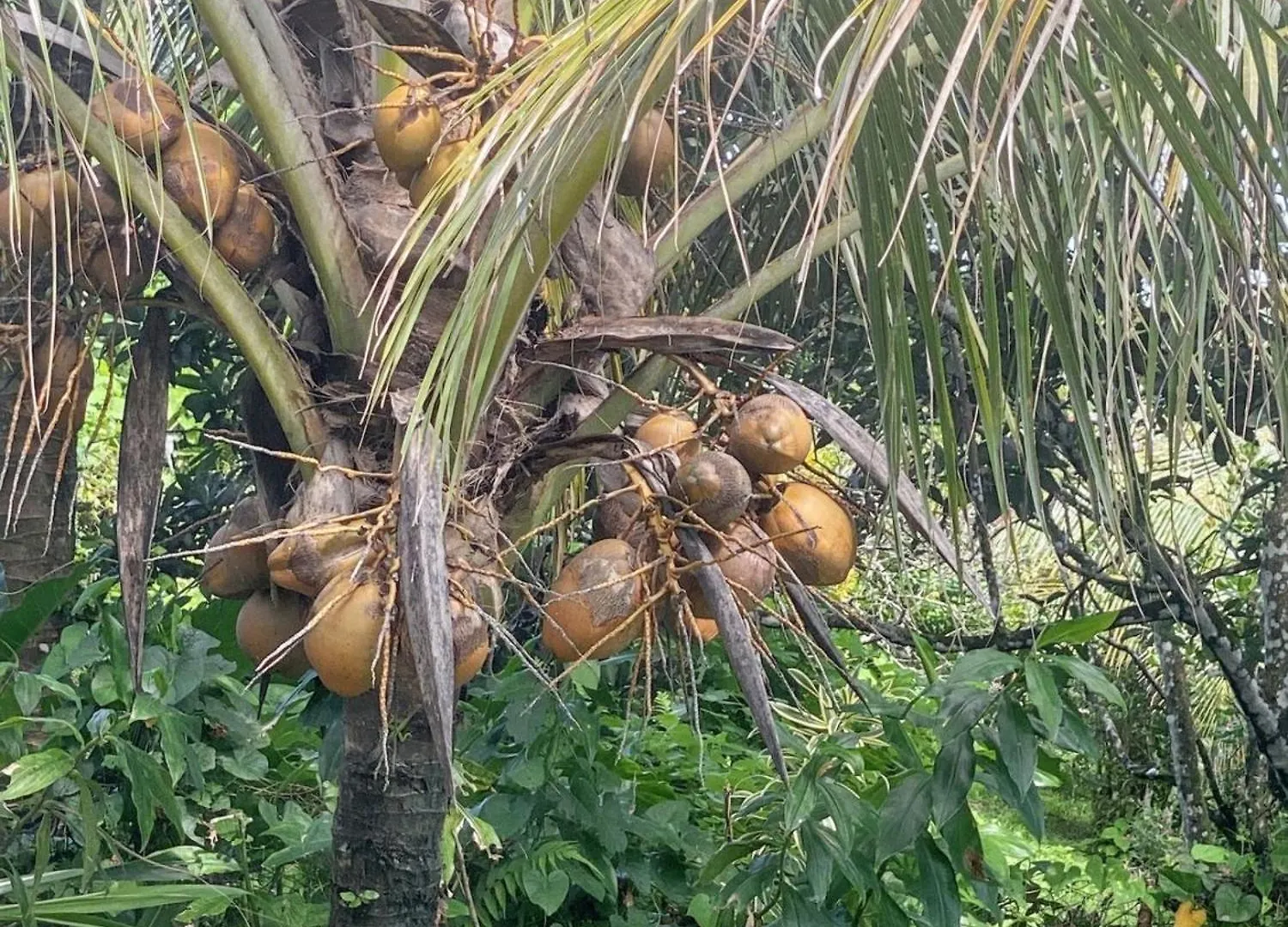Studio Charmant Au Coeur De La Trinite 20 M² Avec Jardin Prive Martinique