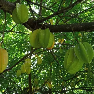 En Rez De Jardin Trinité (Tartane)